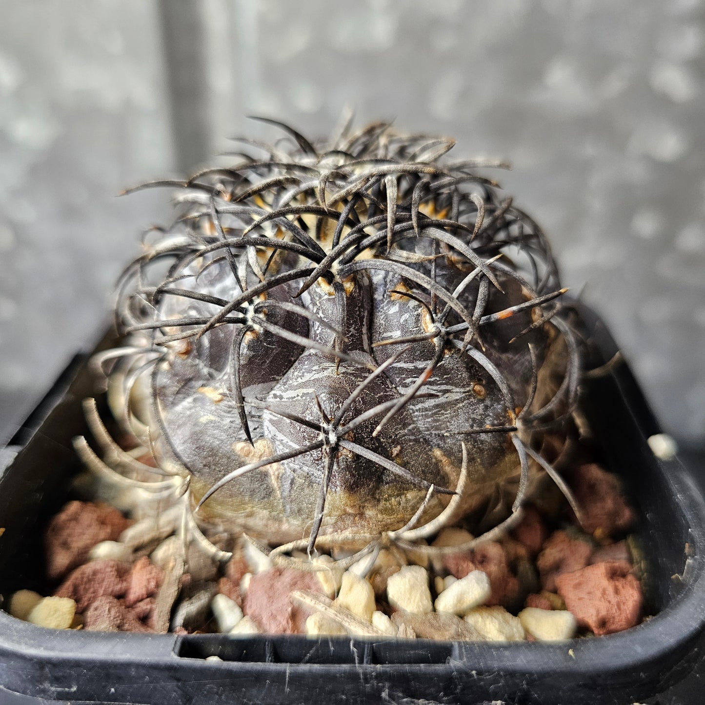 Copiapoa griseoviolacea