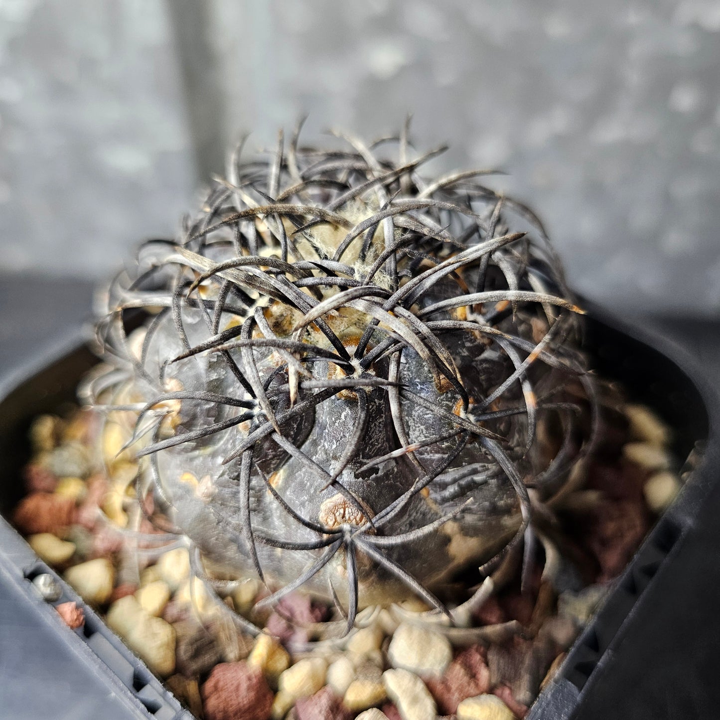 Copiapoa griseoviolacea