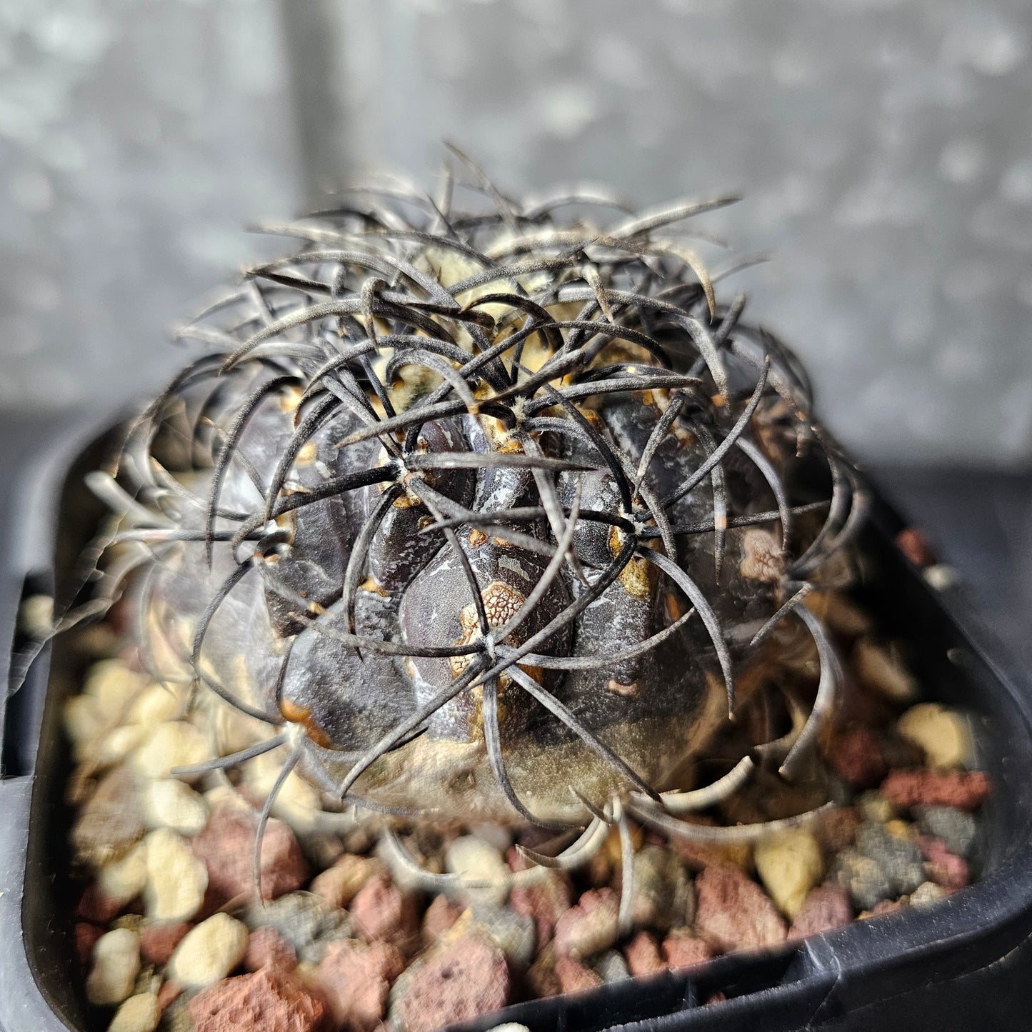 Copiapoa griseoviolacea