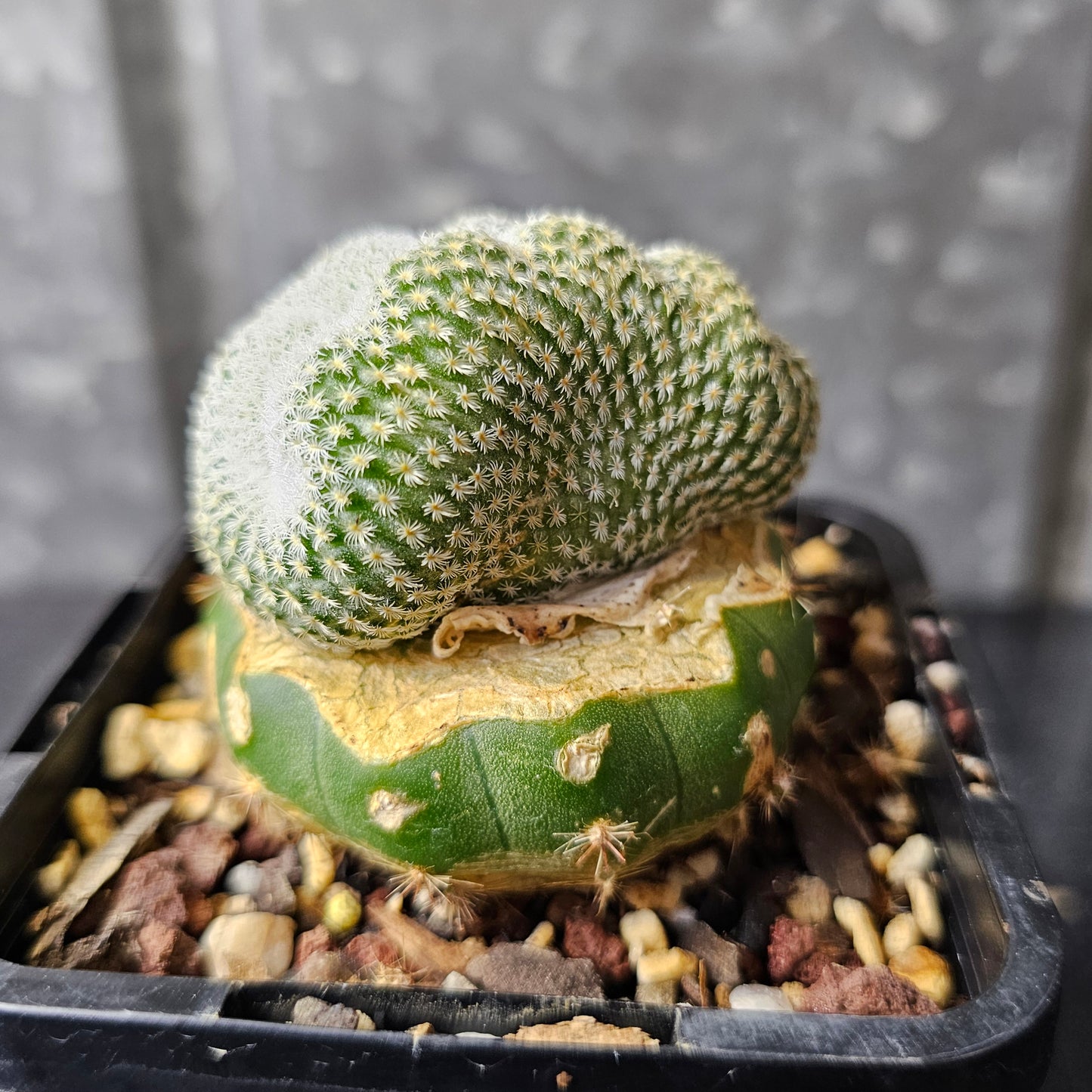 Epithelantha unguispina — Crested Form