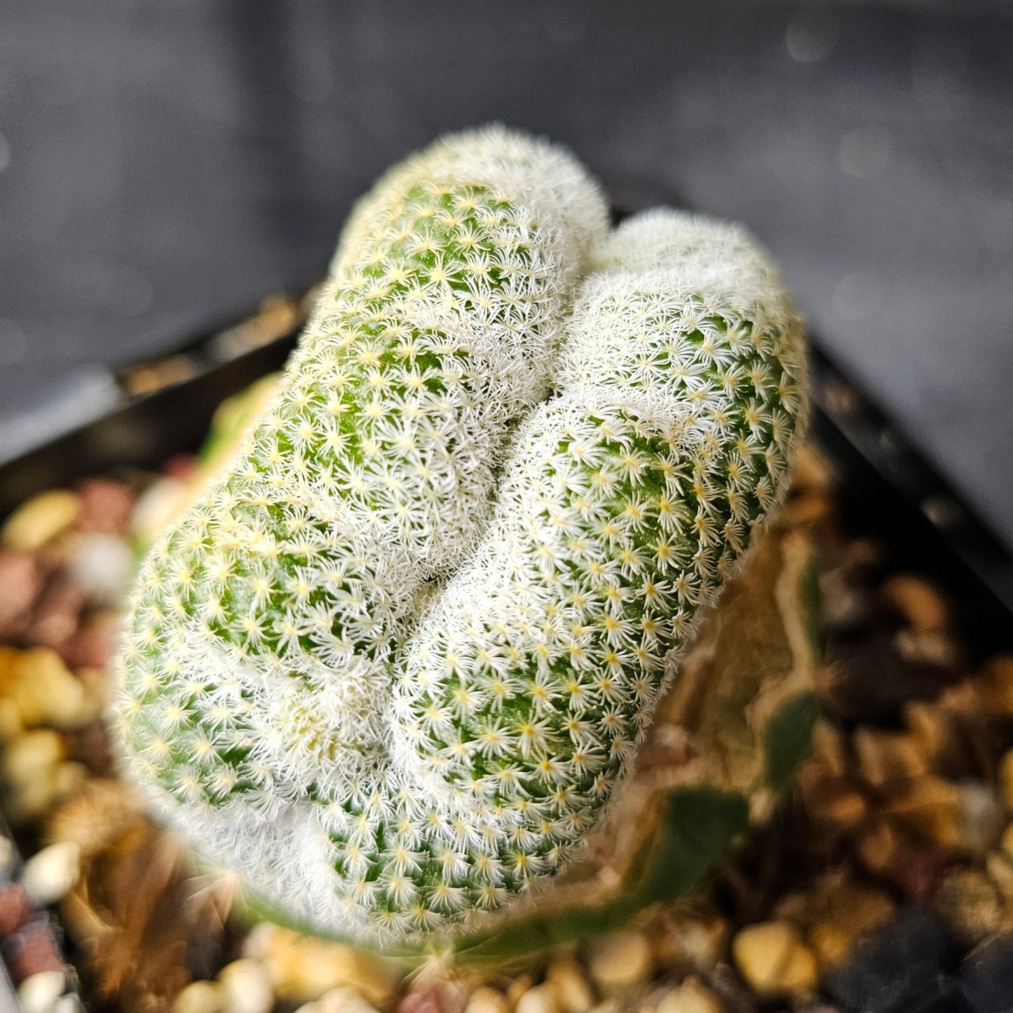 Epithelantha unguispina — Crested Form