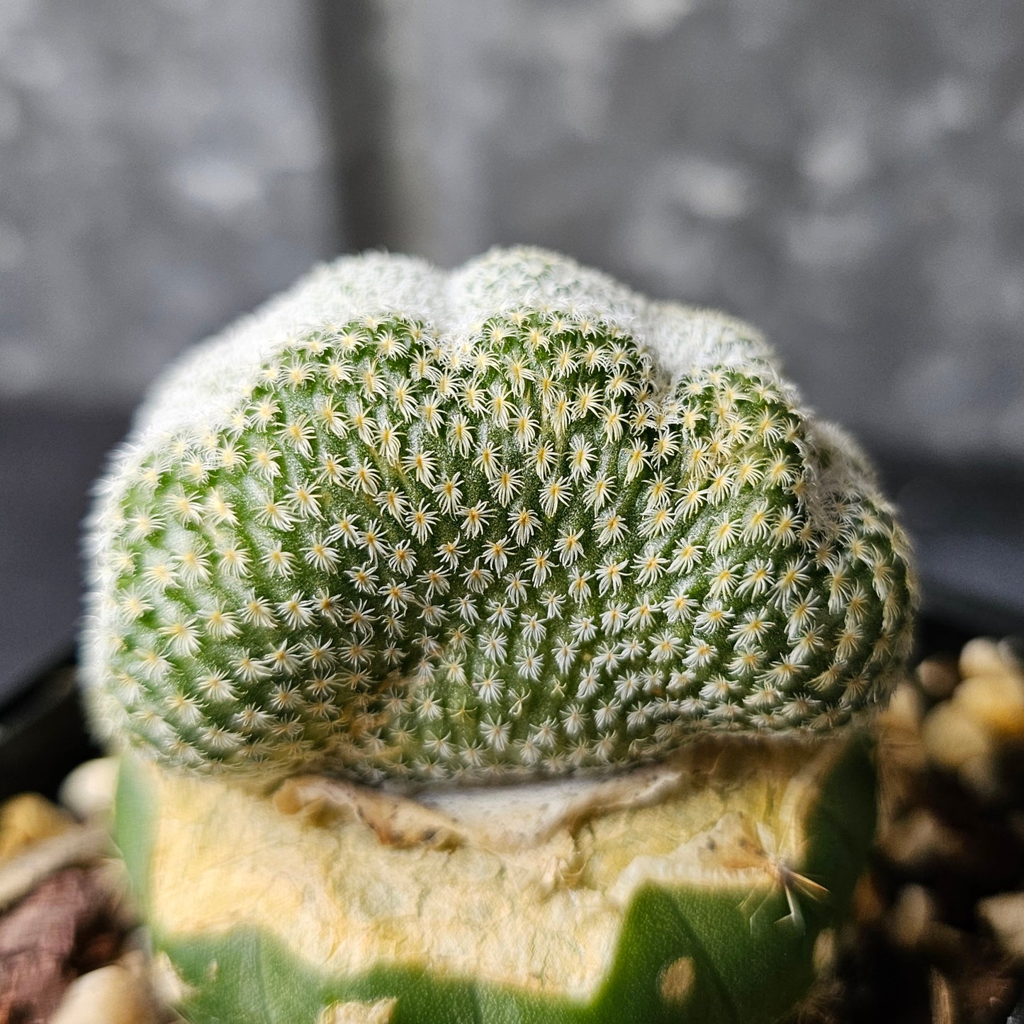 Epithelantha unguispina — Crested Form