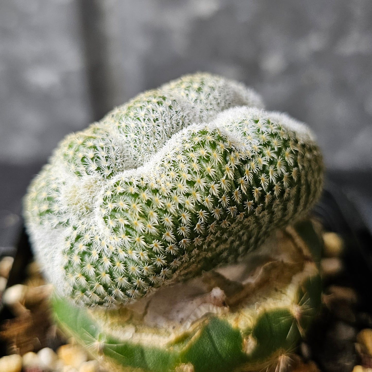 Epithelantha unguispina — Crested Form