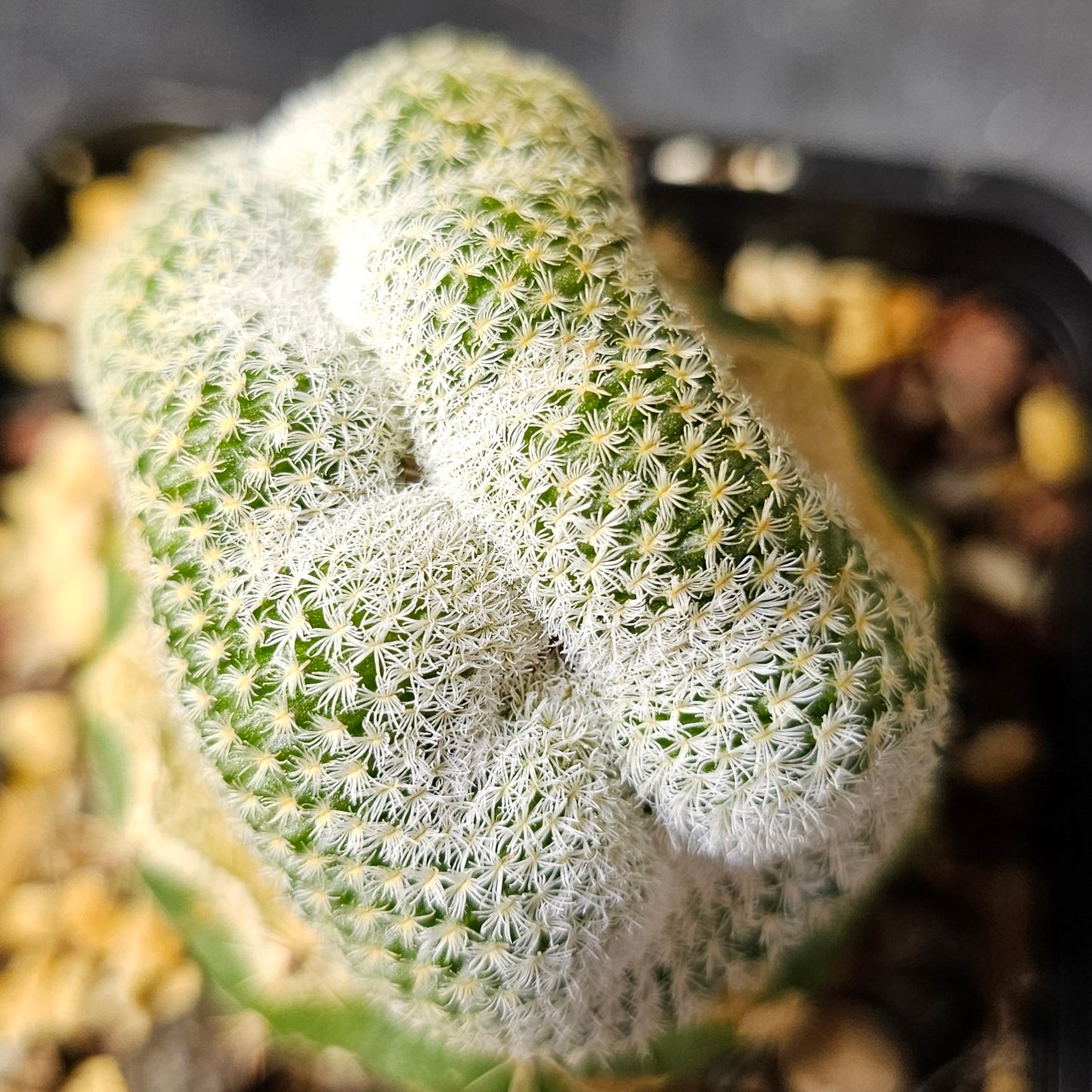 Epithelantha unguispina — Crested Form