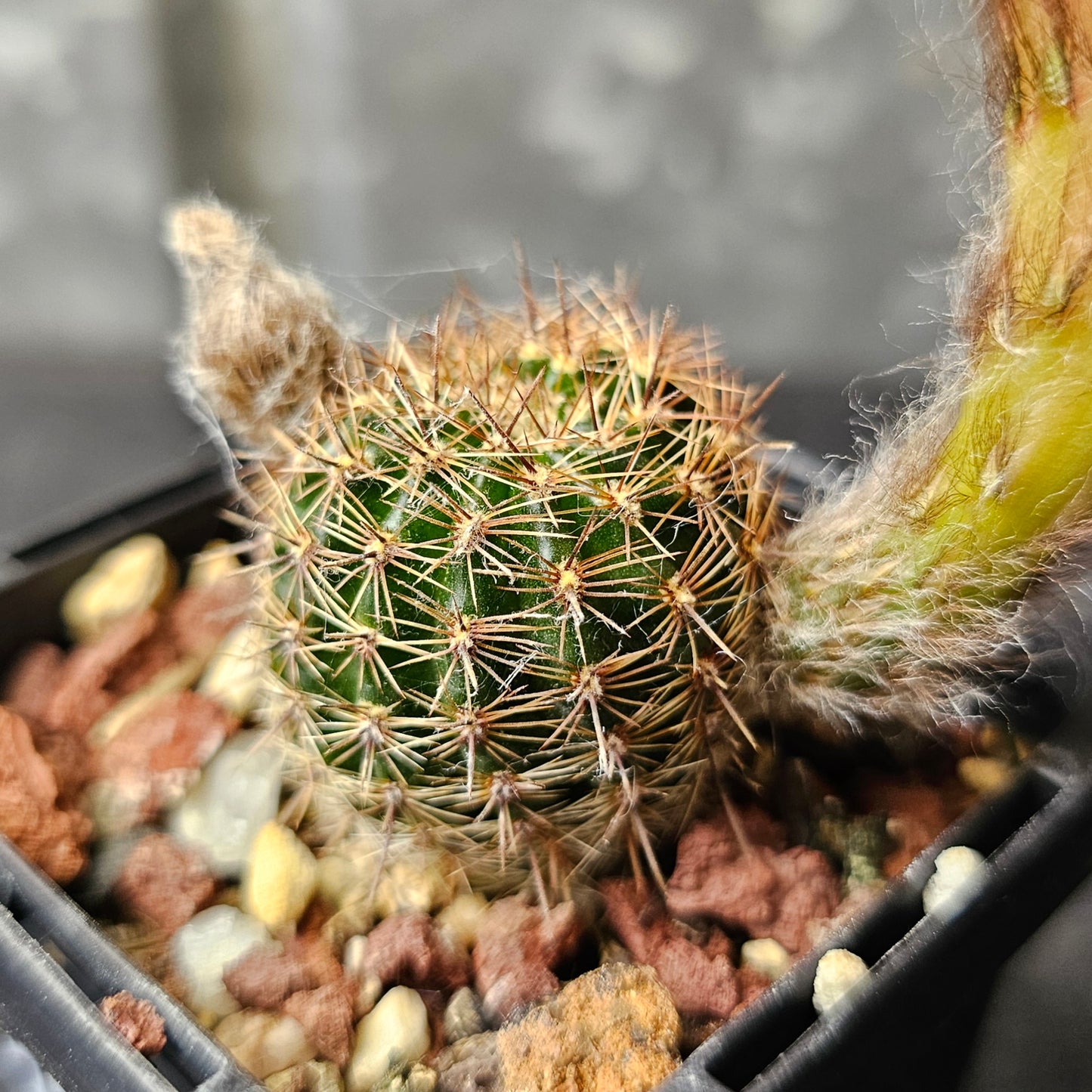 Lobivia hybrid (TC8)