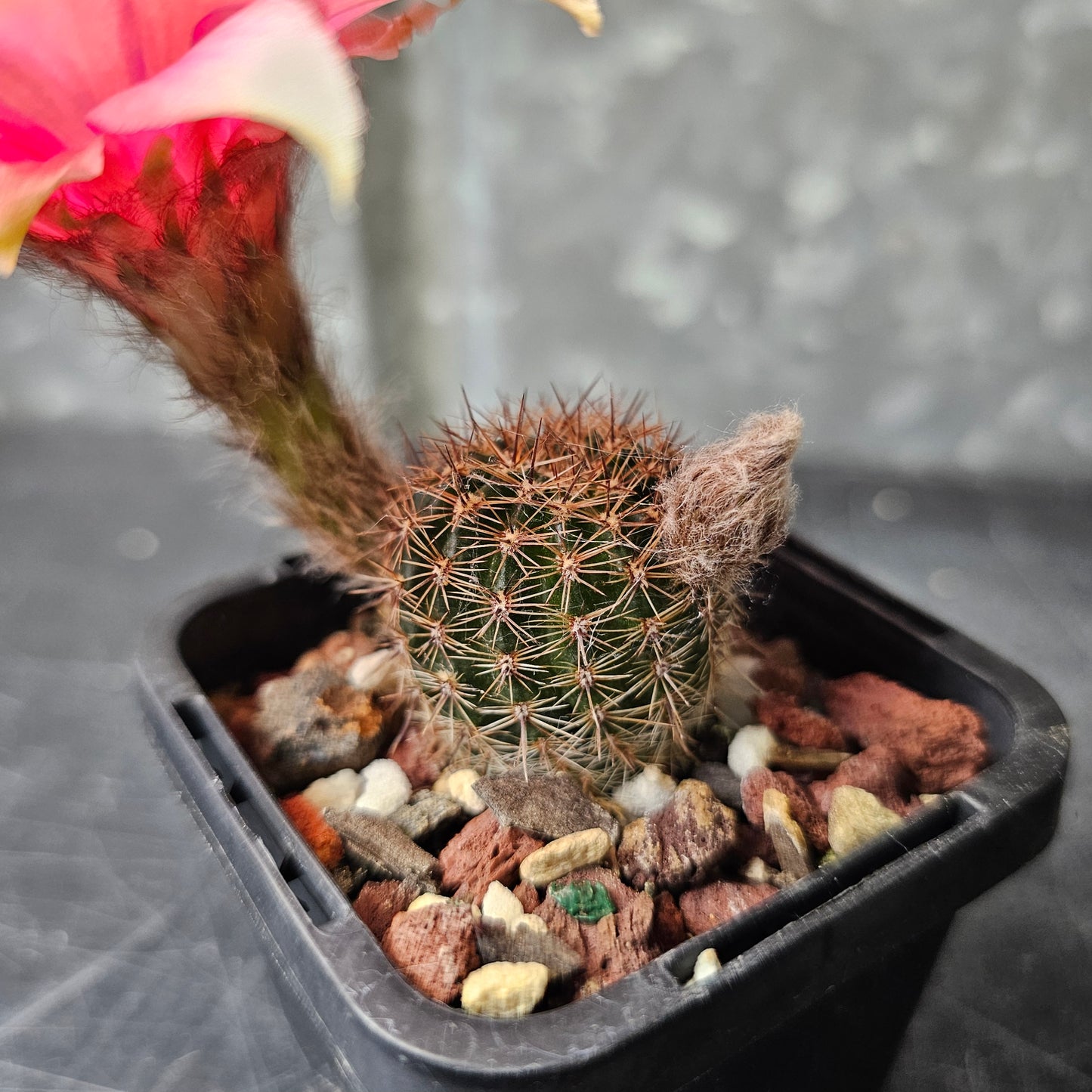 Lobivia hybrid (TC8)