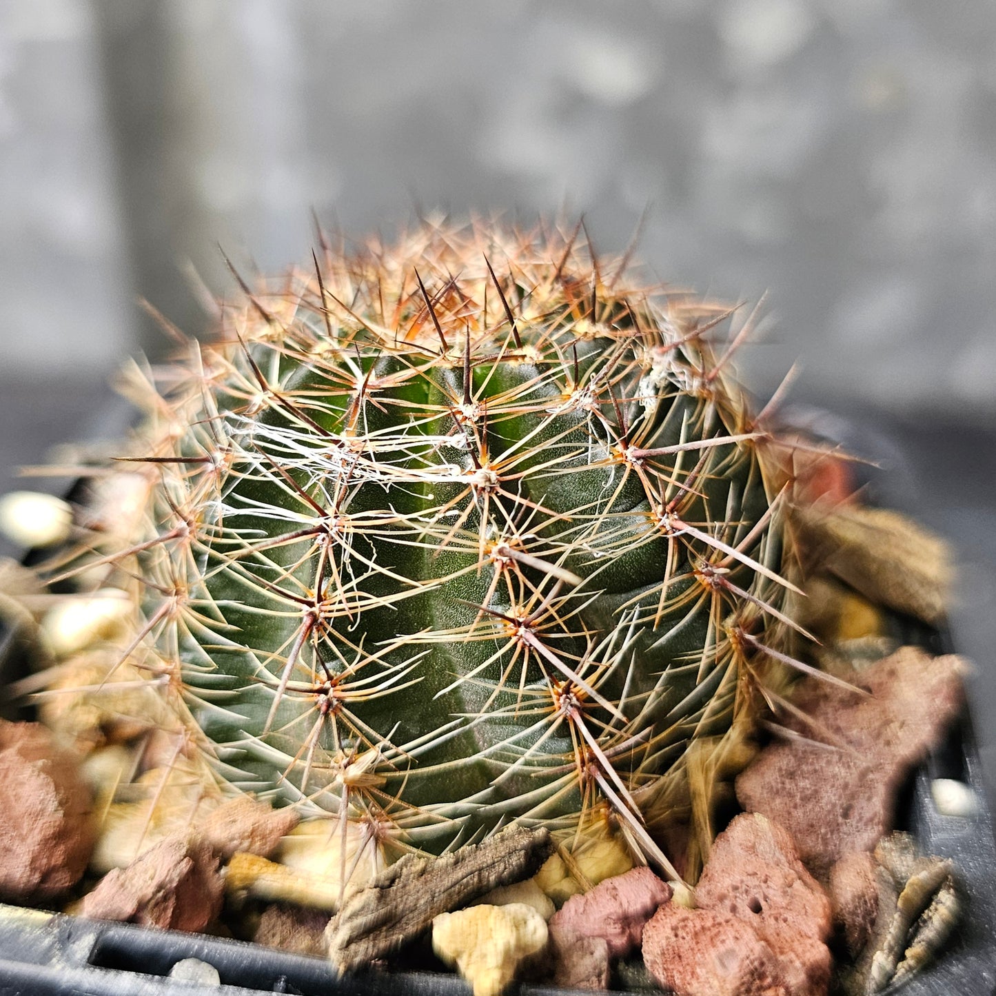 Lobivia hybrid (18X)