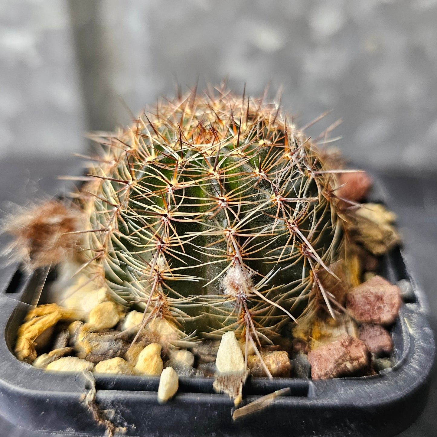 Lobivia hybrid (18X)