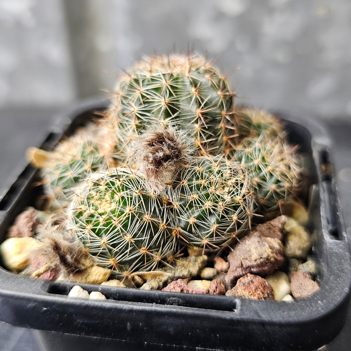 Lobivia hybrid (7GX)