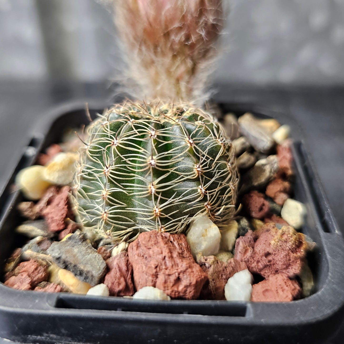 Lobivia hybrid (T27)