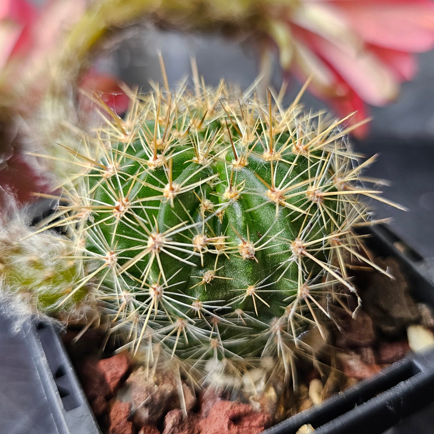 Lobivia hybrid (7K4)