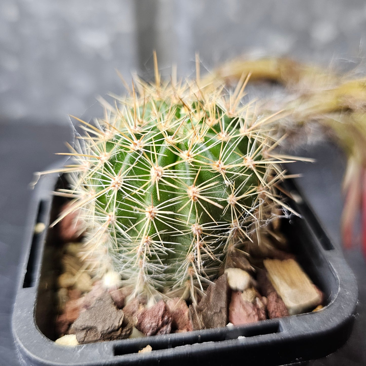 Lobivia hybrid (7K4)