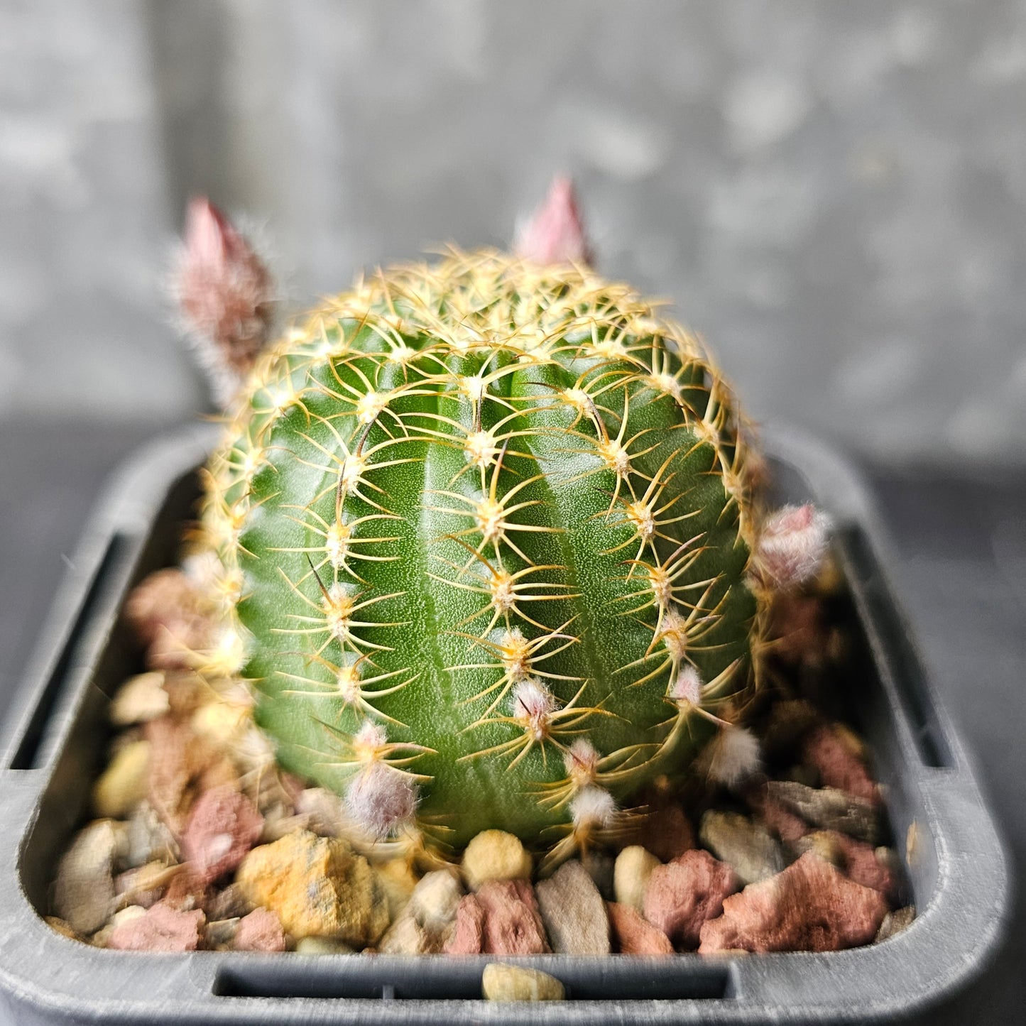 Lobivia hybrid (LX8)