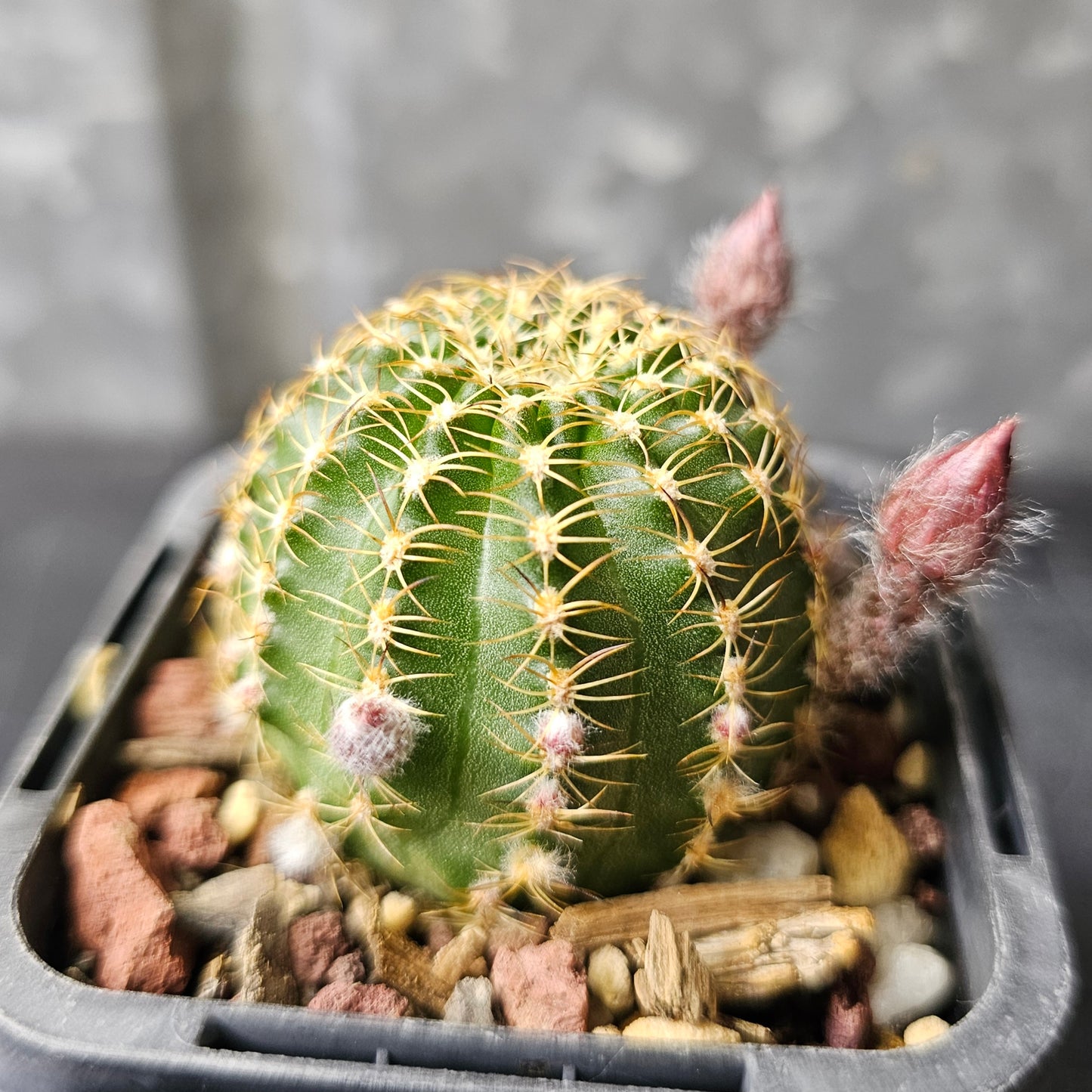 Lobivia hybrid (LX8)