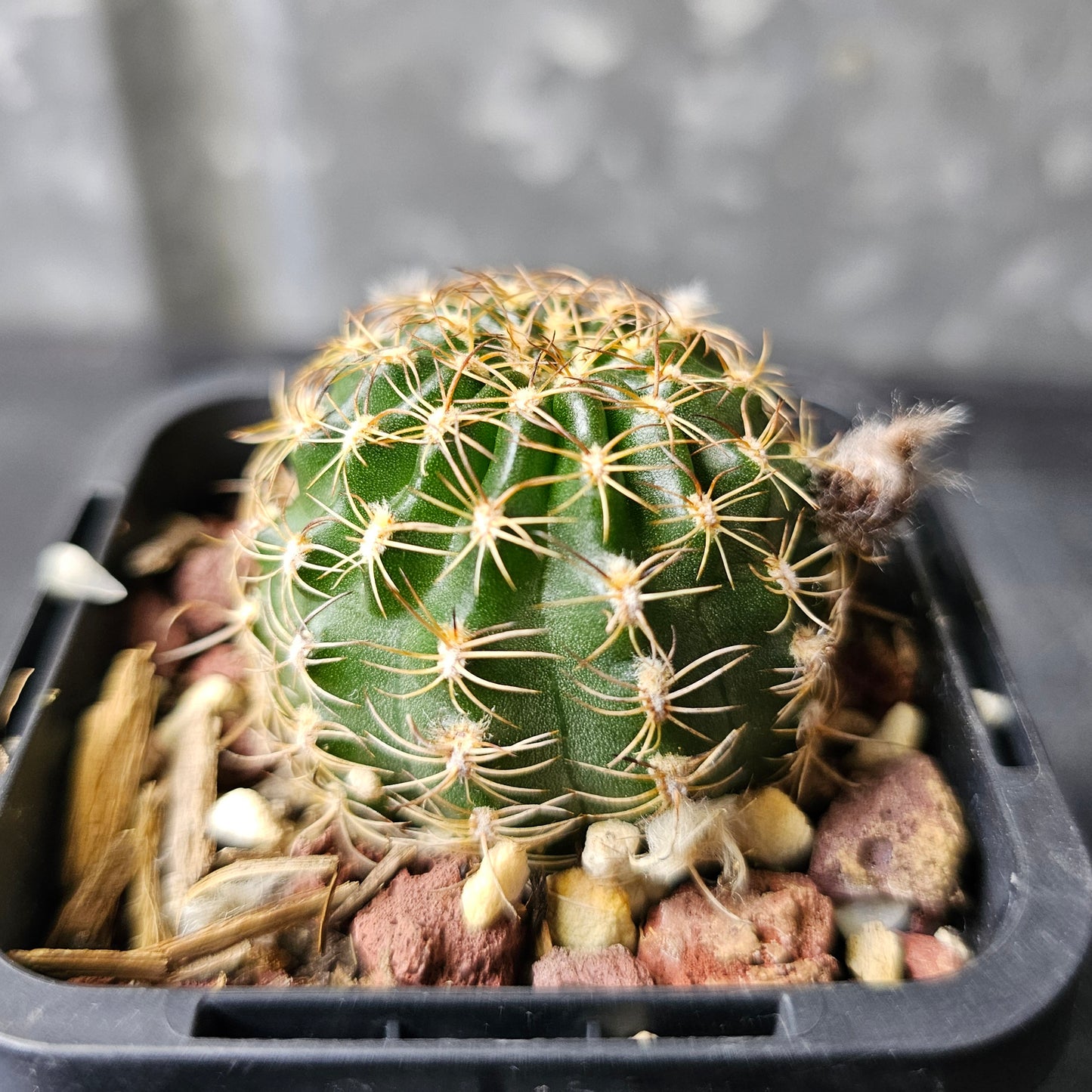 Lobivia hybrid (UF8)