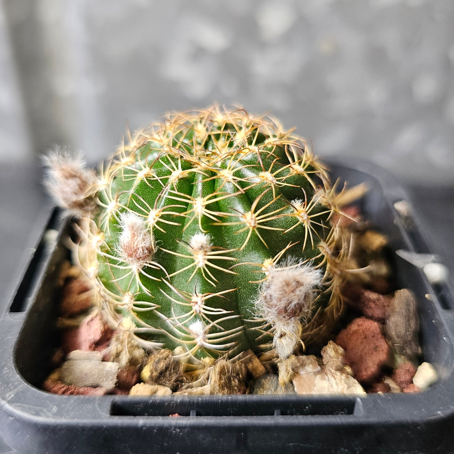 Lobivia hybrid (UF8)