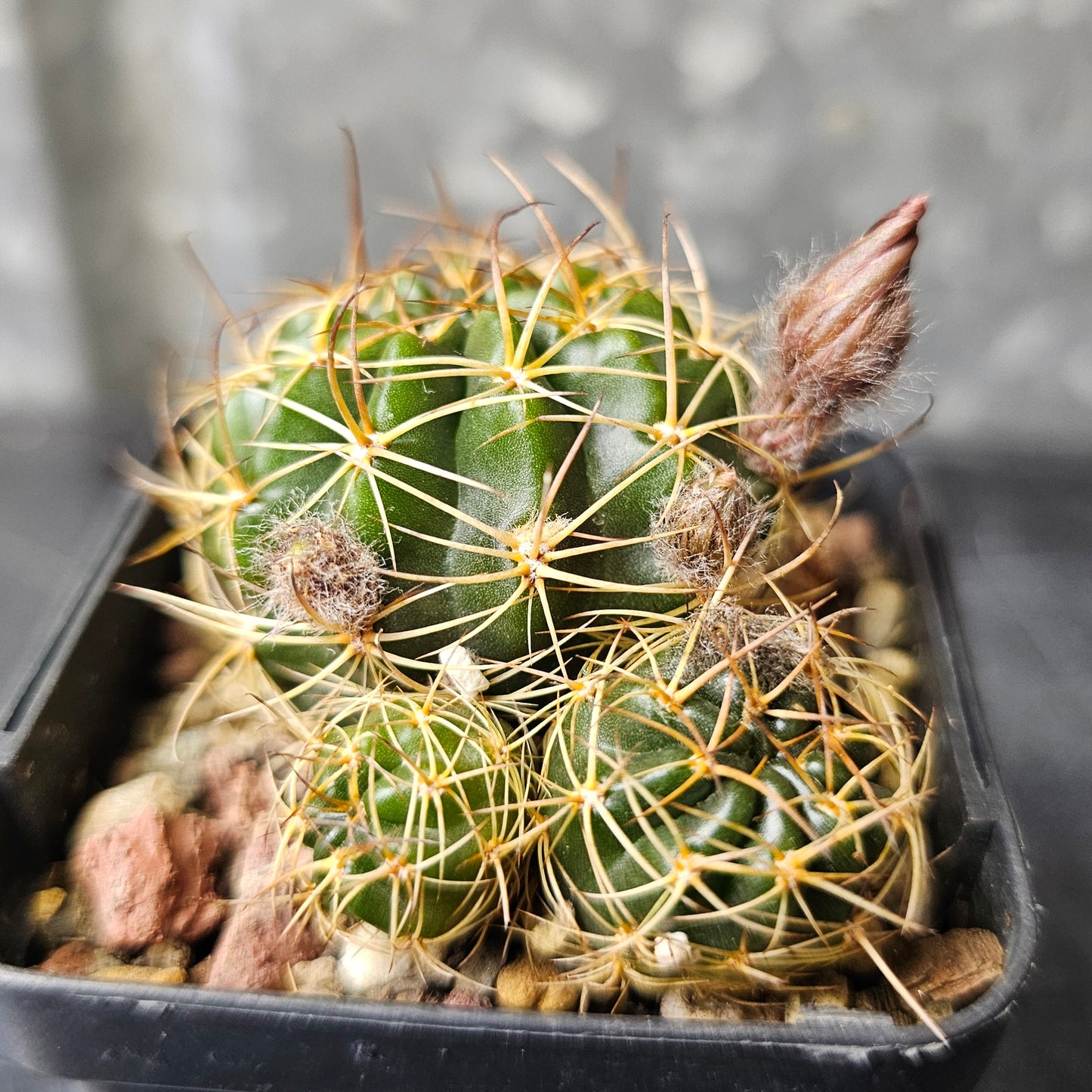 Lobivia hybrid (18E)