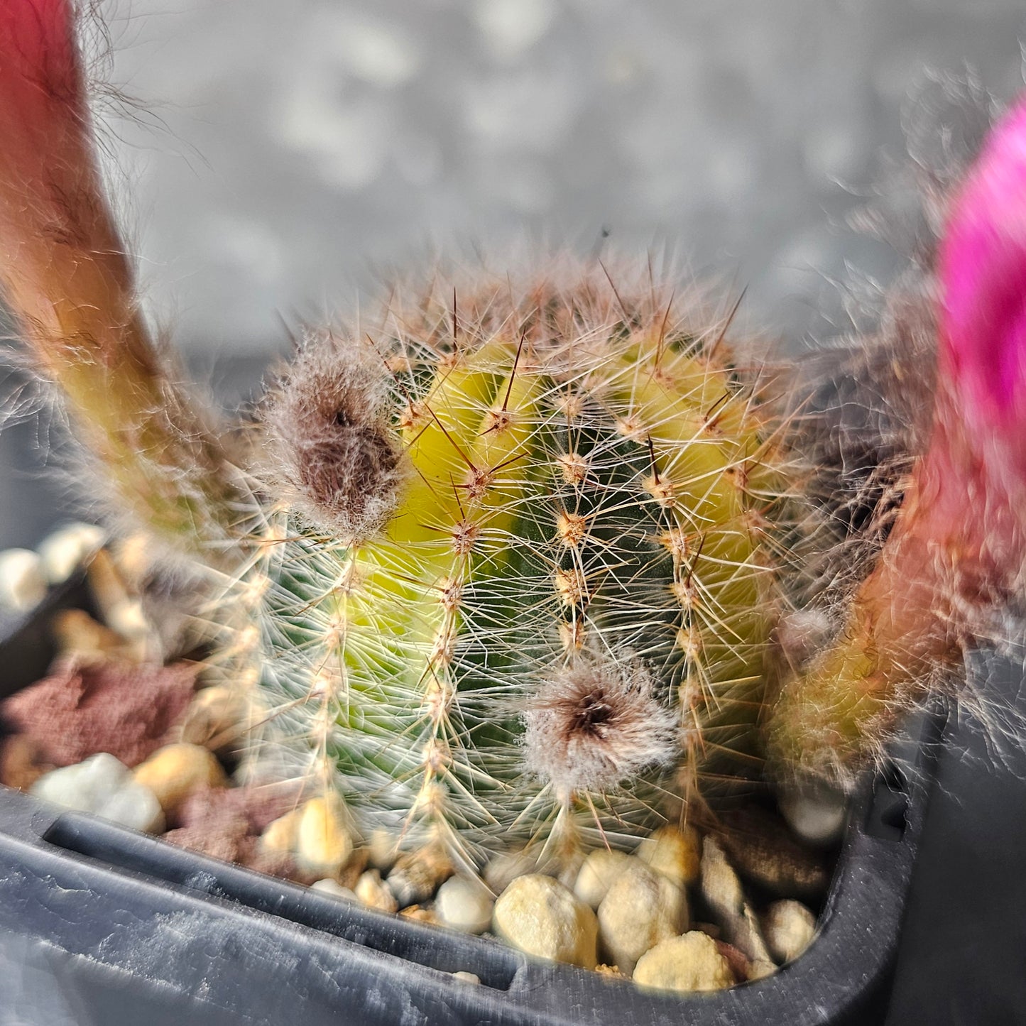 Lobivia hybrid (W4N)