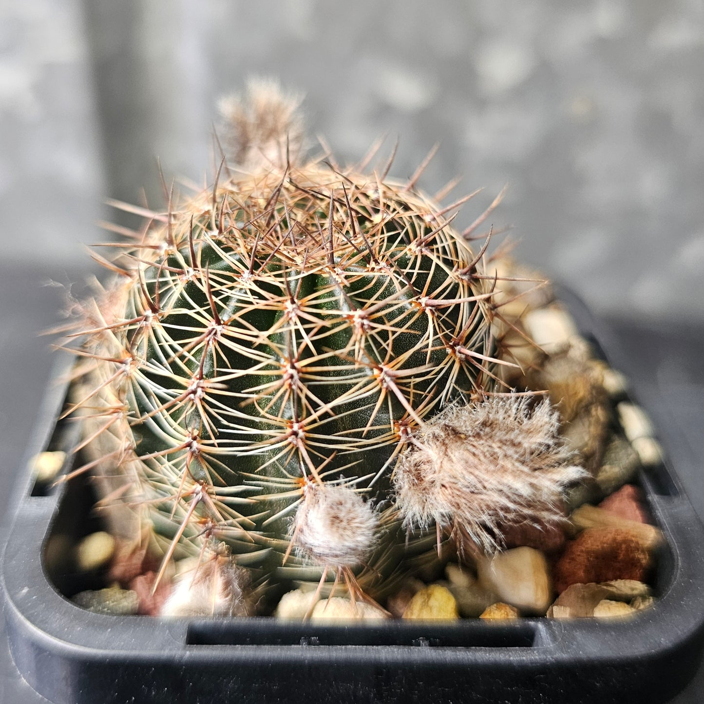 Lobivia hybrid (4OB)