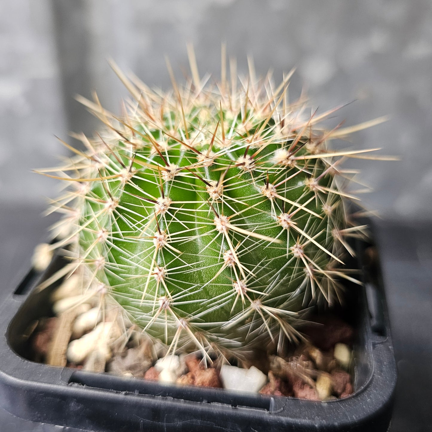 Lobivia hybrid (Y4B)