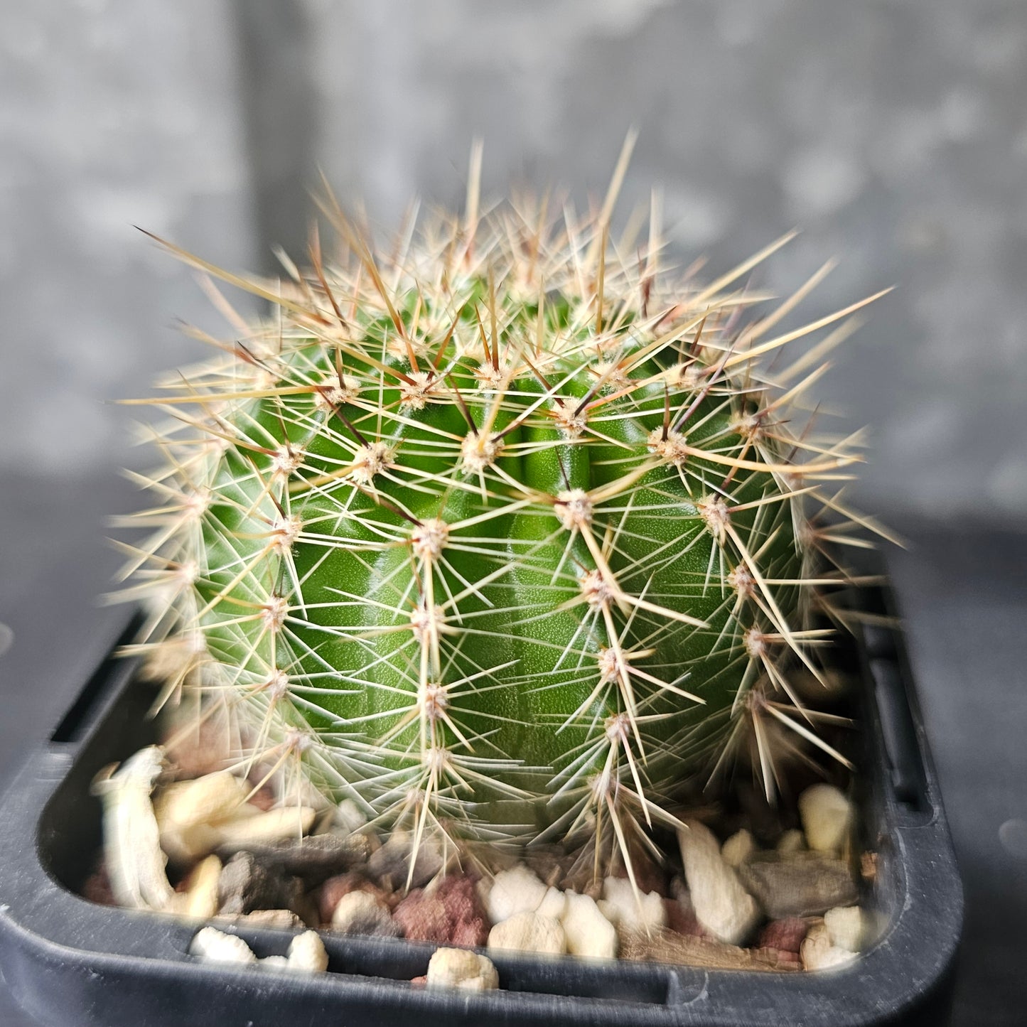 Lobivia hybrid (Y4B)