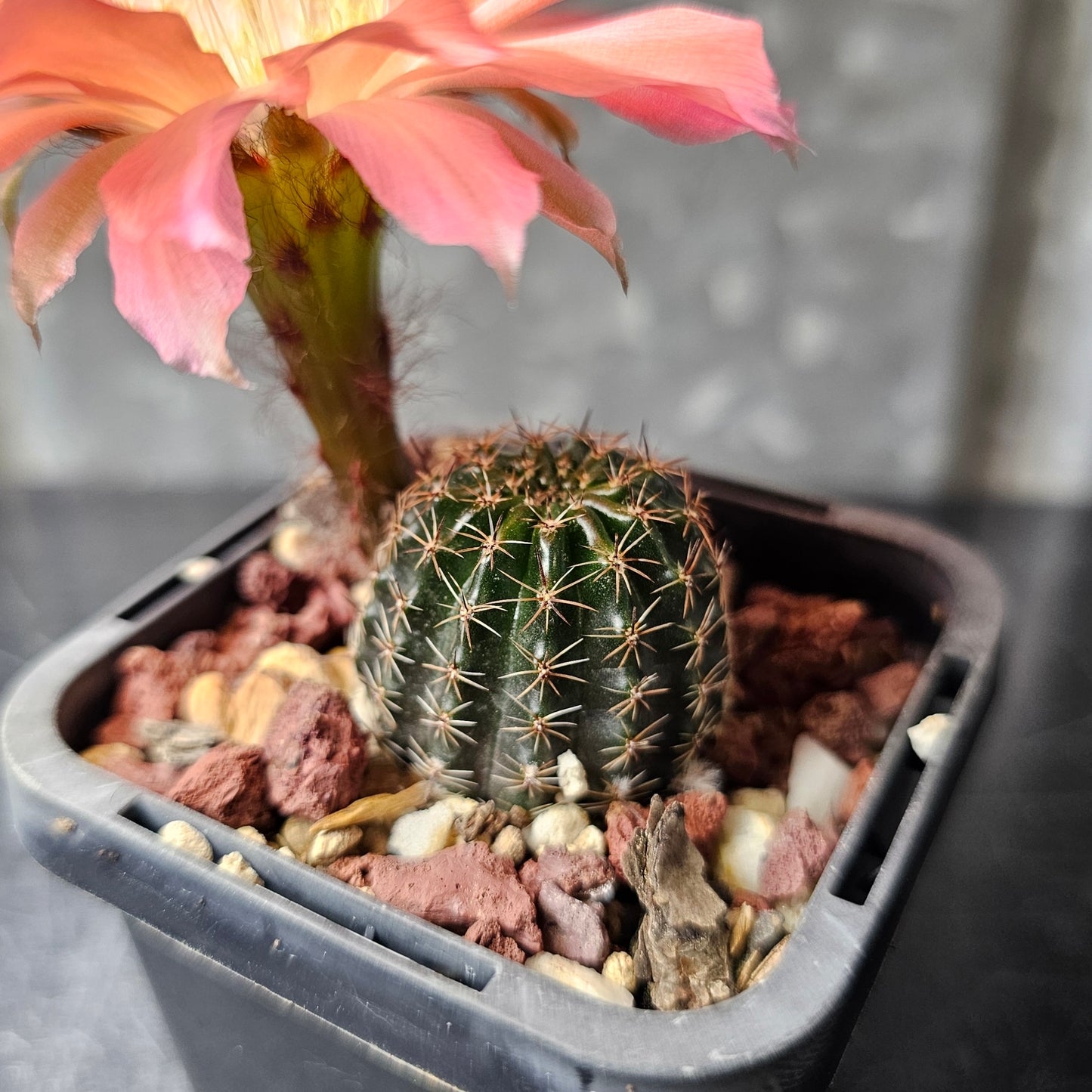 Lobivia hybrid (Q7Q)