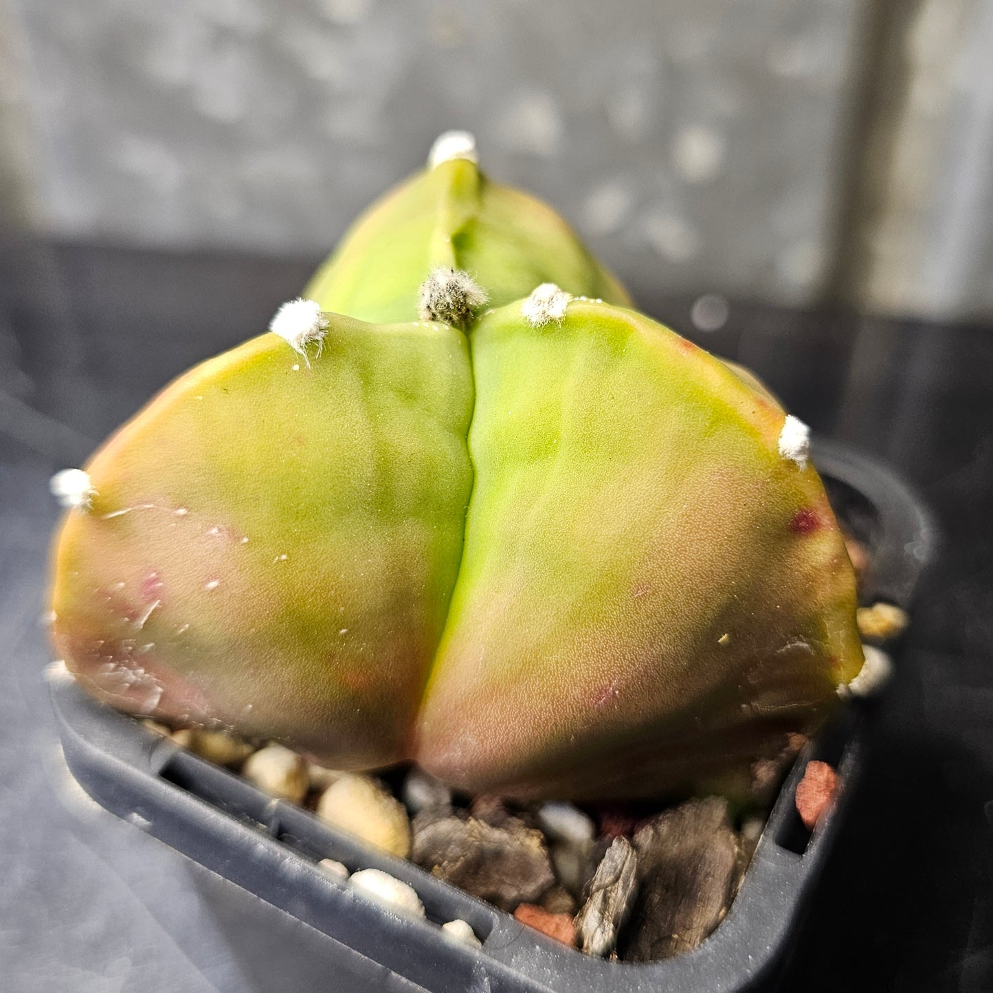 Astrophytum myriostigma f. tricostatum