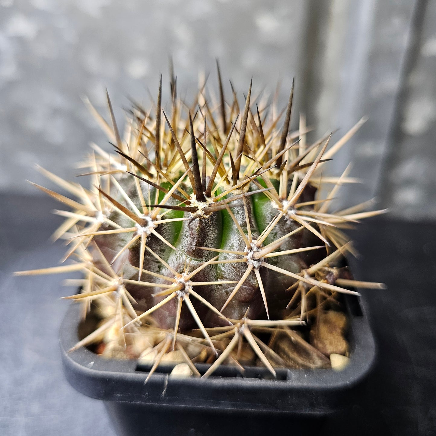 Pyrrhocactus limariensis