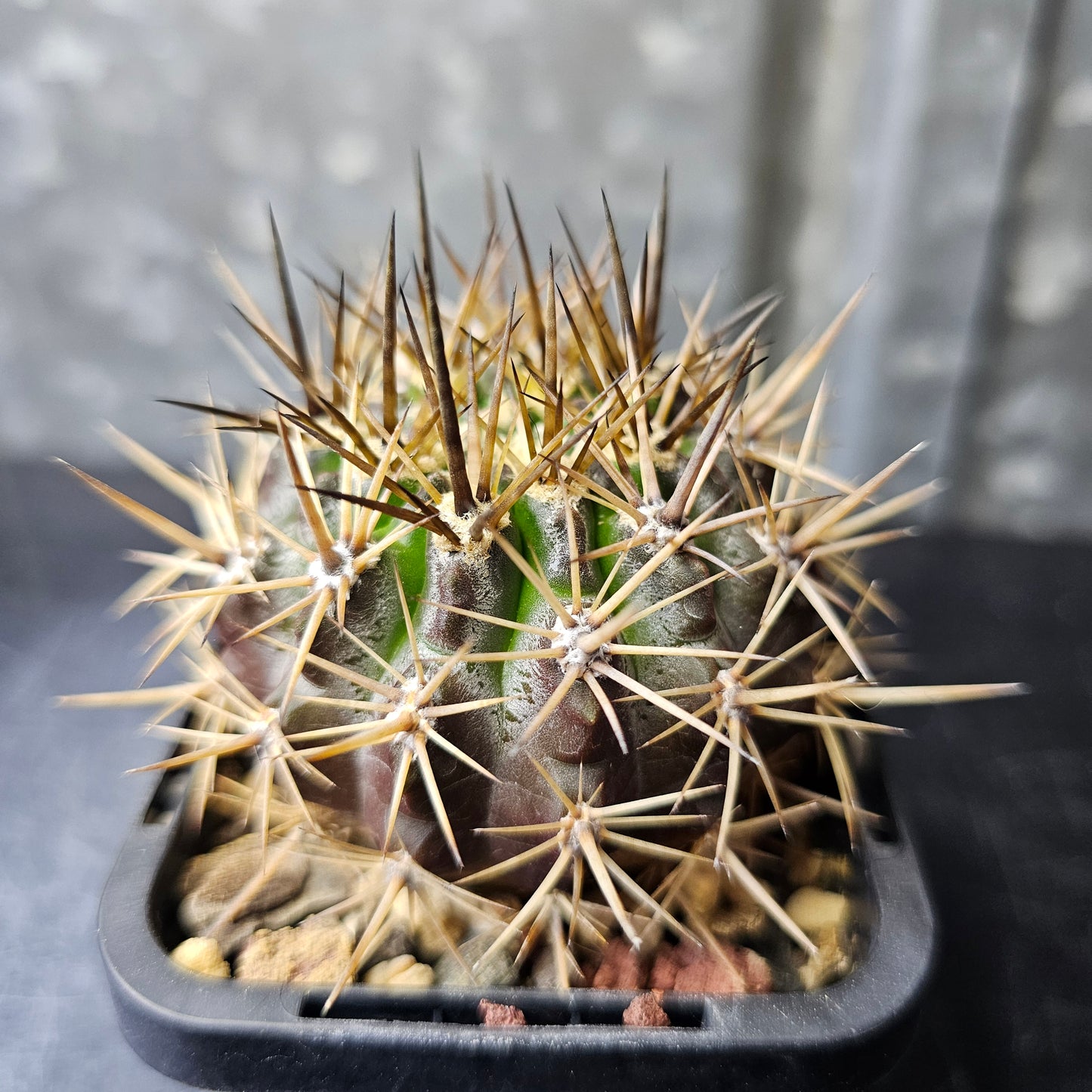 Pyrrhocactus limariensis