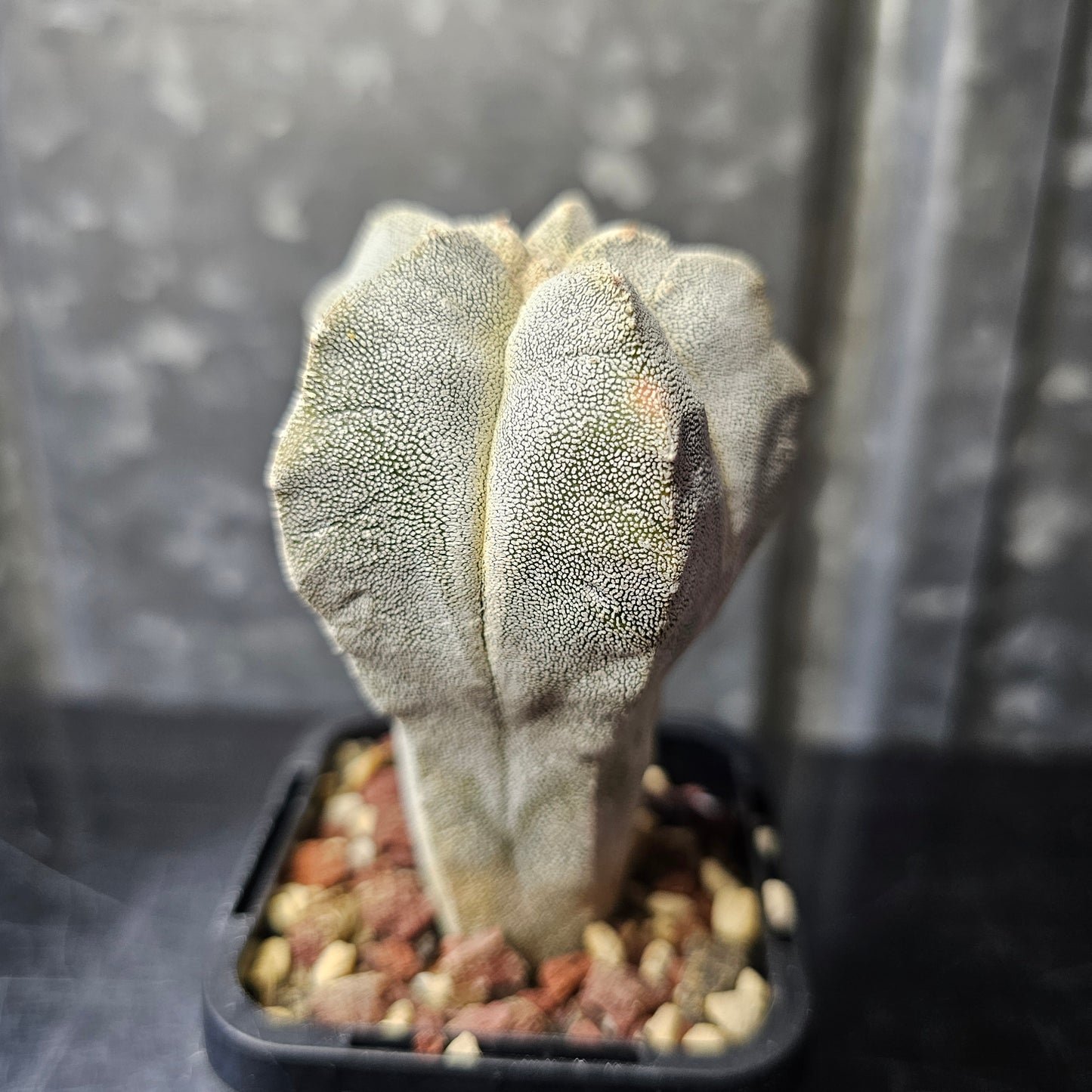 Astrophytum myriostigma hybrid