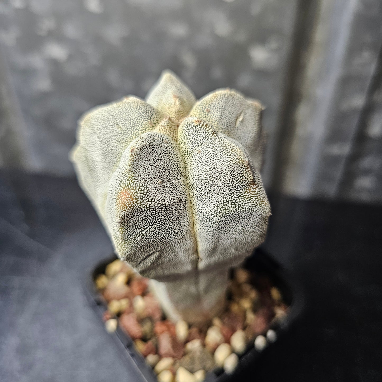 Astrophytum myriostigma hybrid