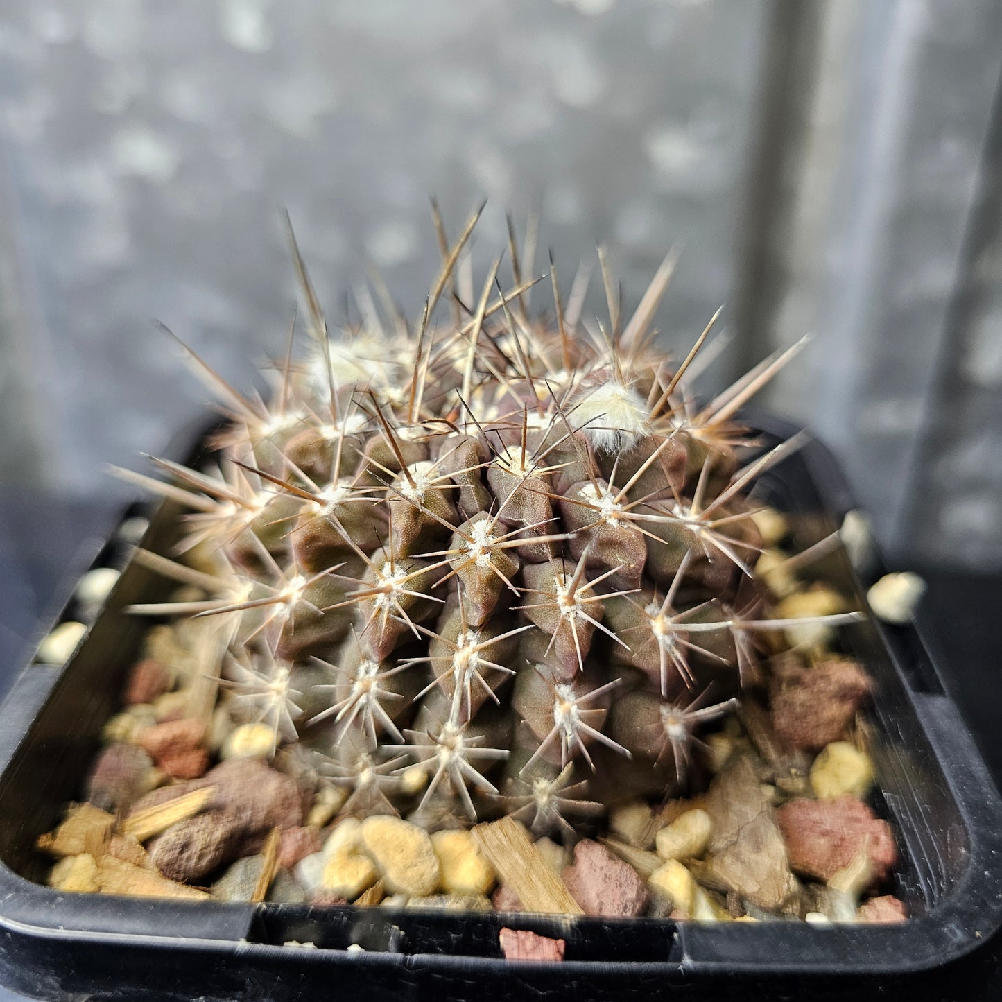 Chileorebutia hybrid