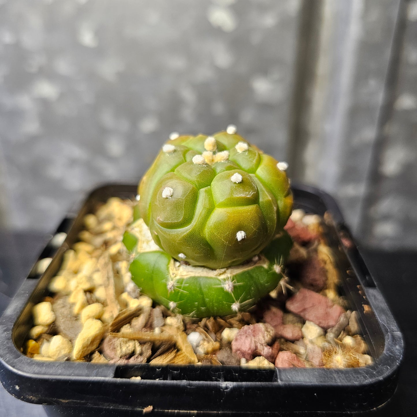 Astrophytum asterias cv. Kikko (geometric form)