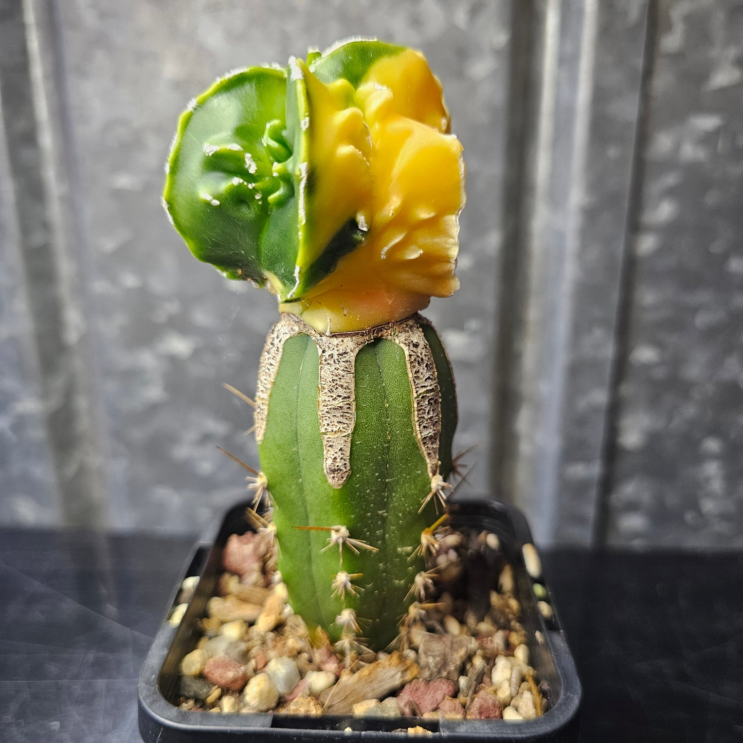 Astrophytum myriostigma cv. Hekiran Nishiki (Japan)