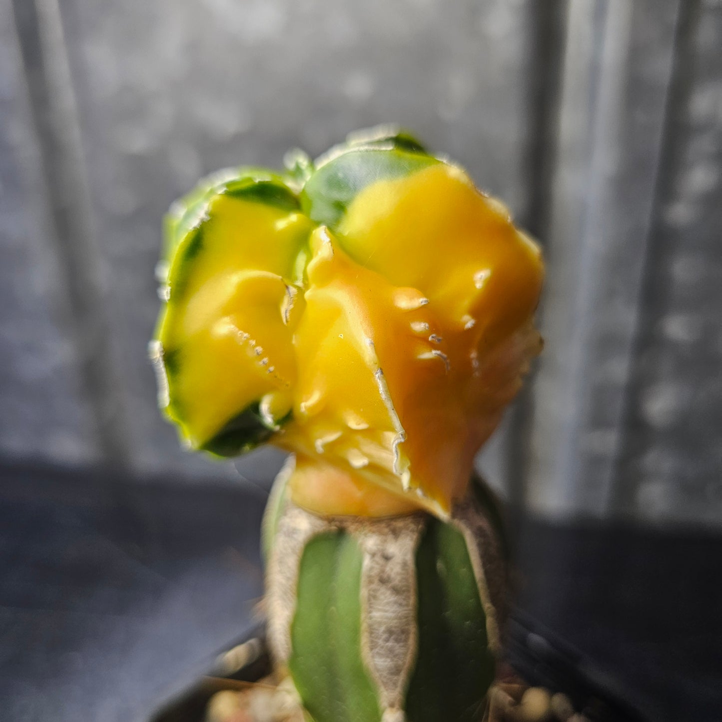 Astrophytum myriostigma cv. Hekiran Nishiki (Japan)