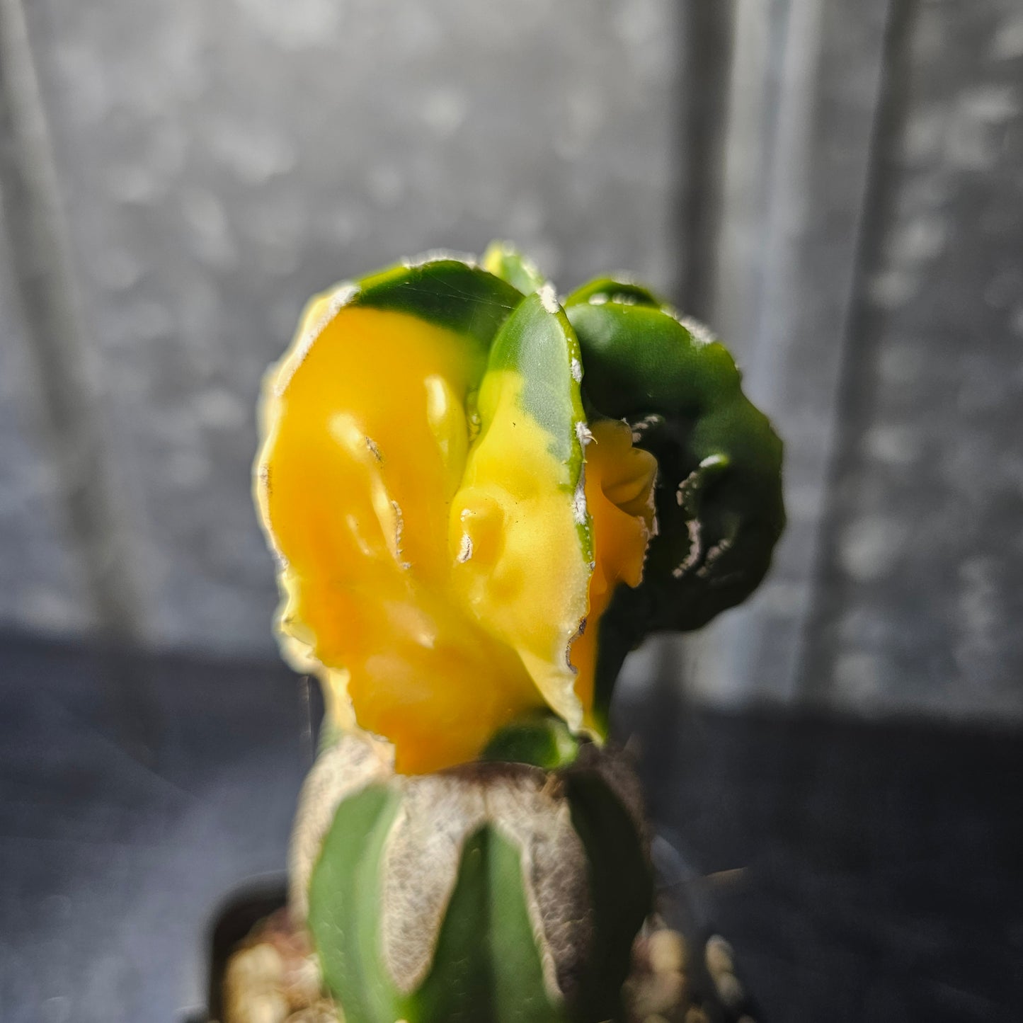Astrophytum myriostigma cv. Hekiran Nishiki (Japan)