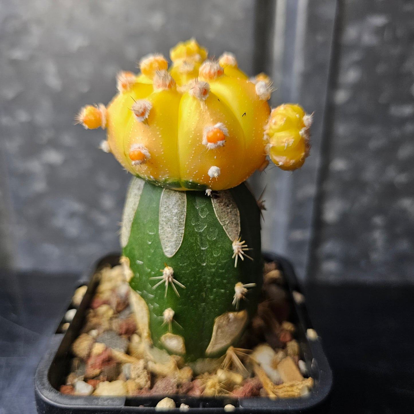 Astrophytum asterias hybrid