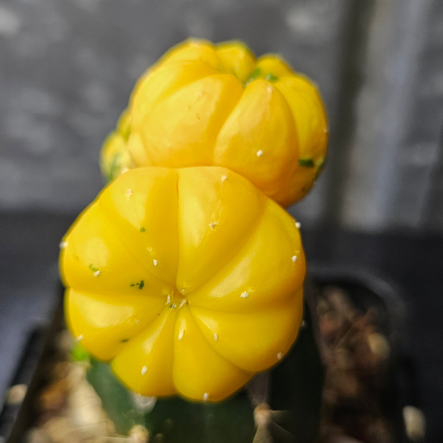Astrophytum asterias hybrid (3 head)