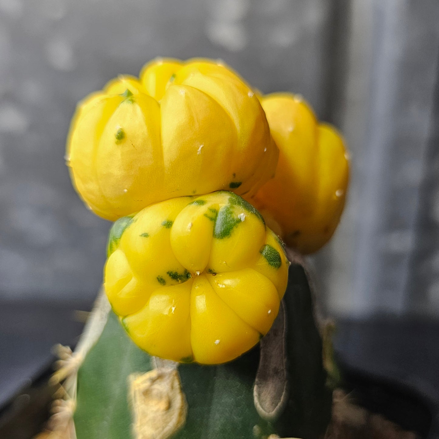 Astrophytum asterias hybrid (3 head)