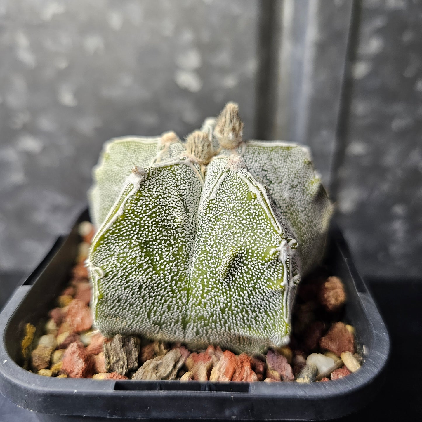 Astrophytum myriostigma hybrid