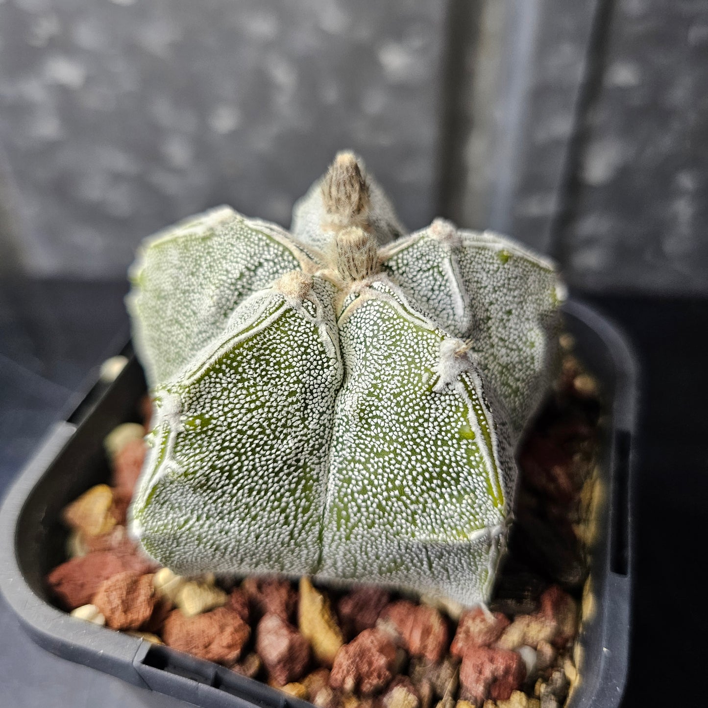 Astrophytum myriostigma hybrid