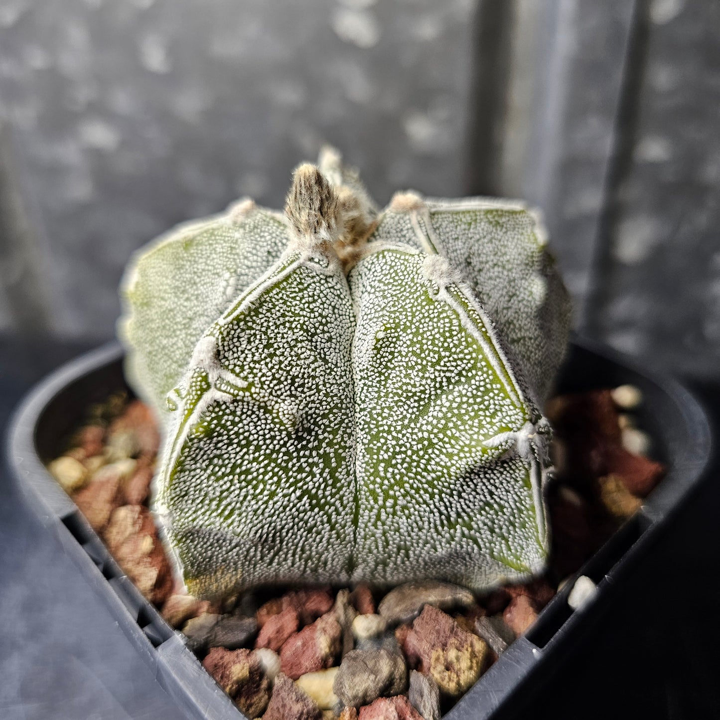 Astrophytum myriostigma hybrid