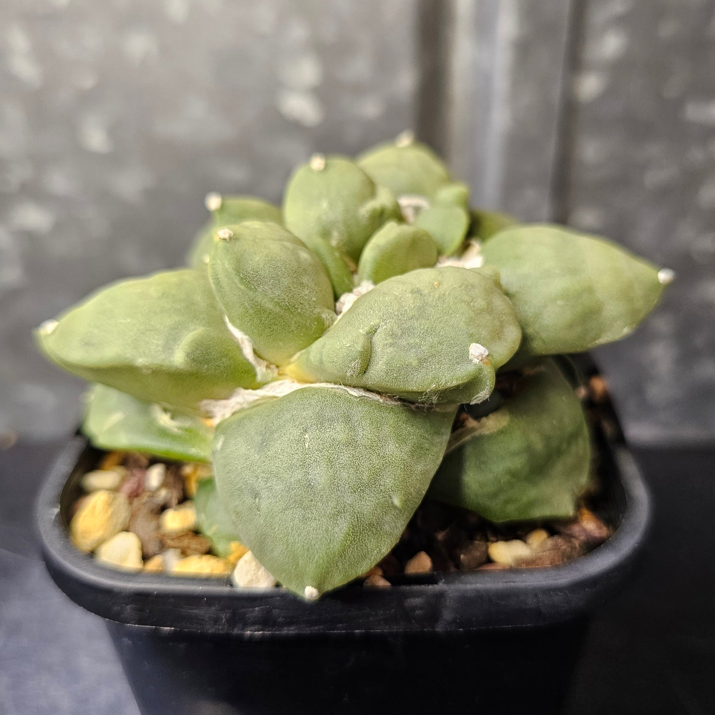 Ariocarpus hybrid (unique character)