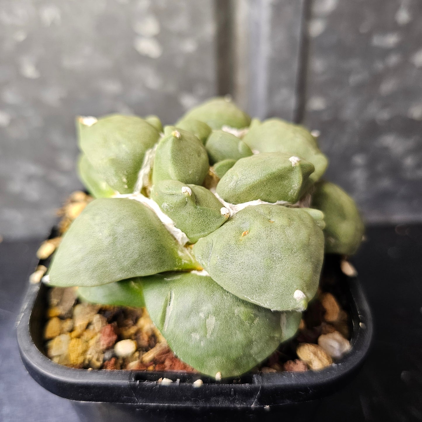 Ariocarpus hybrid (unique character)