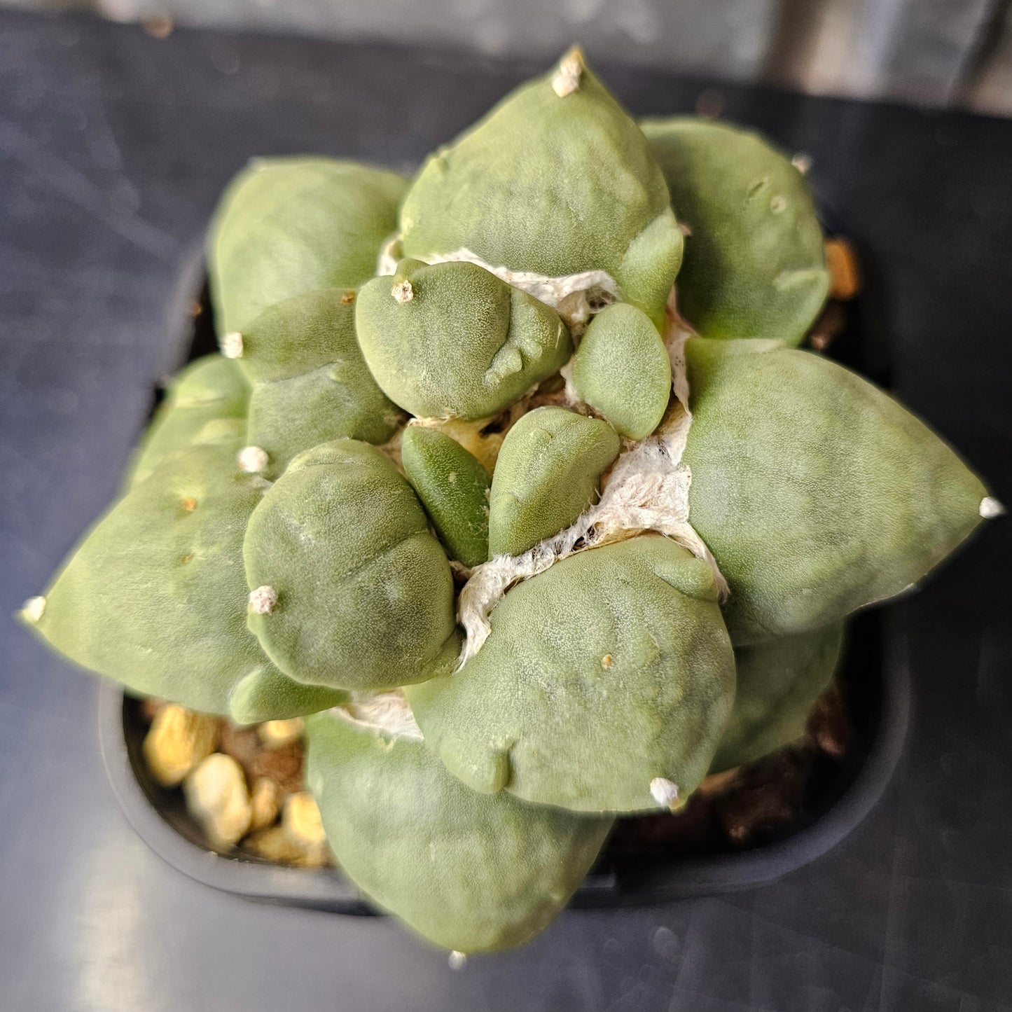 Ariocarpus hybrid (unique character)