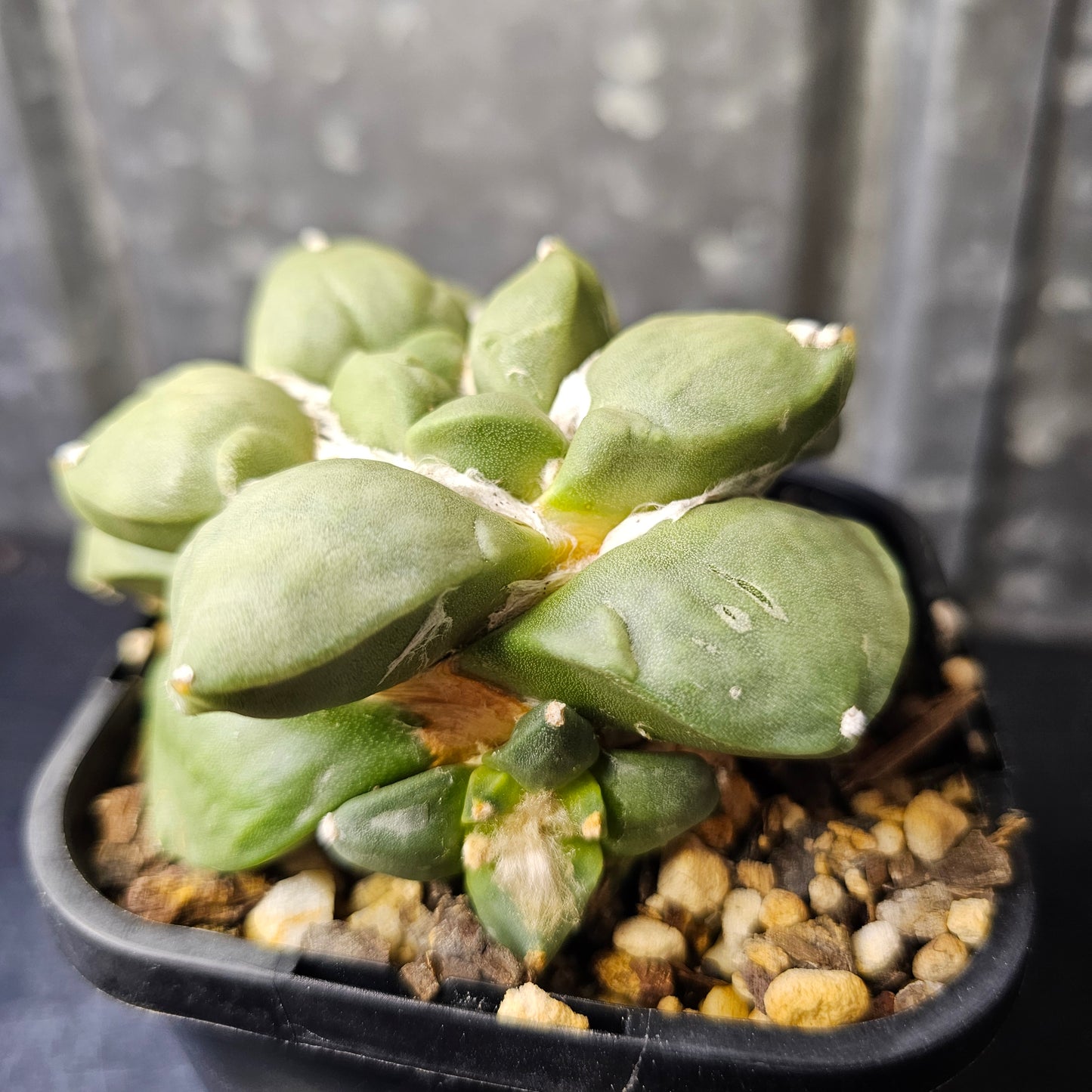 Ariocarpus hybrid (unique character)