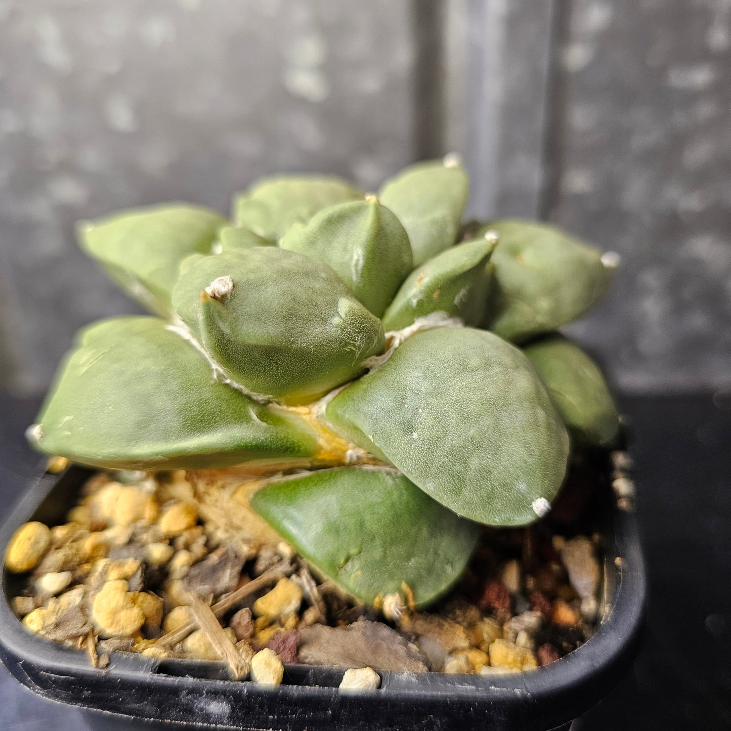 Ariocarpus hybrid (unique character)