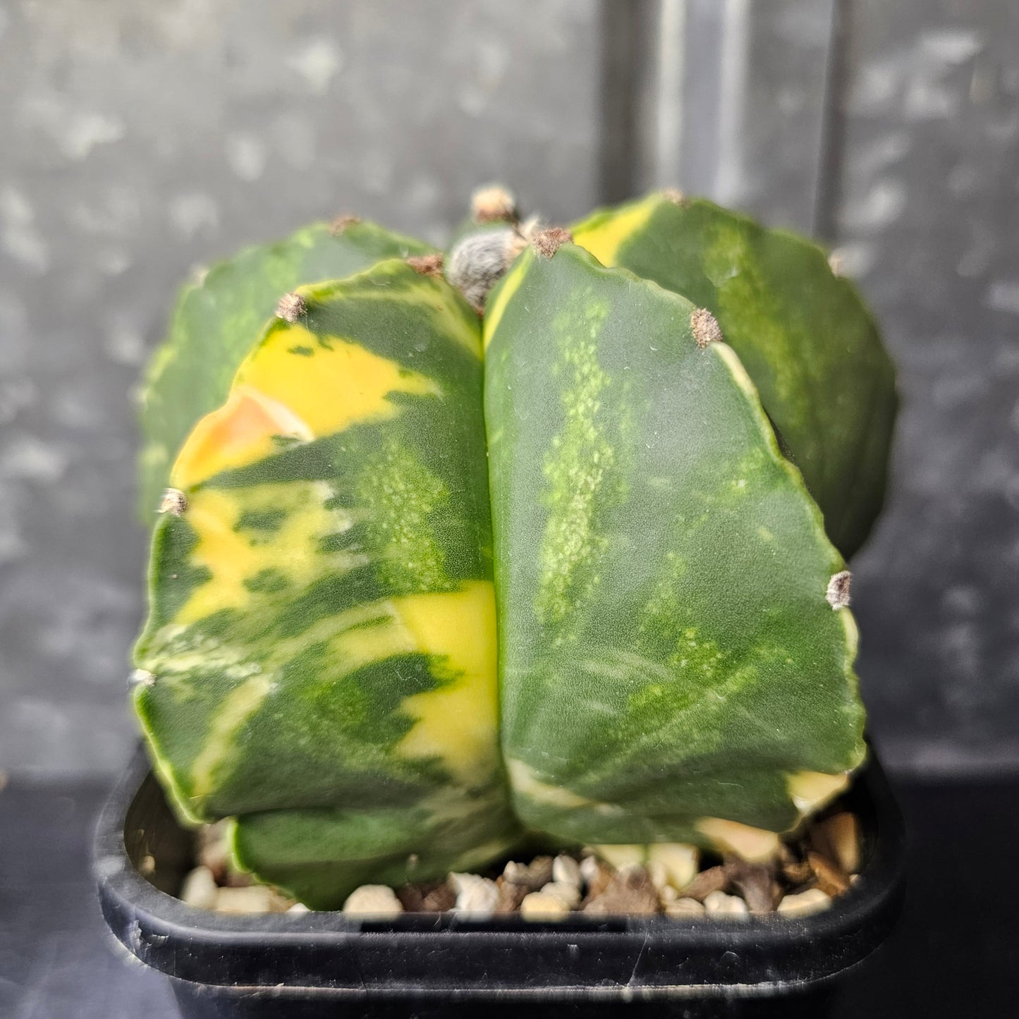 Astrophytum myriostigma hybrid (premium variegation)