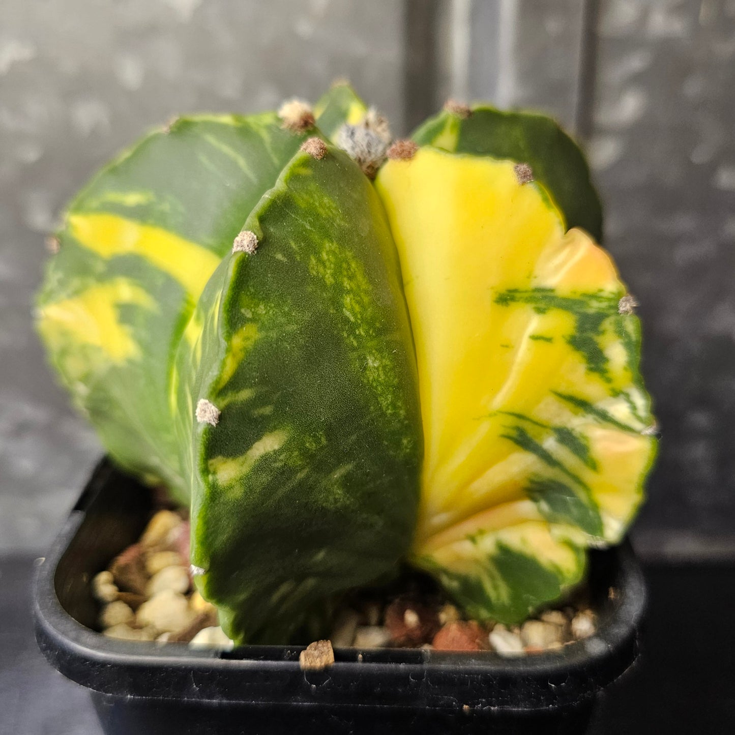 Astrophytum myriostigma hybrid (premium variegation)