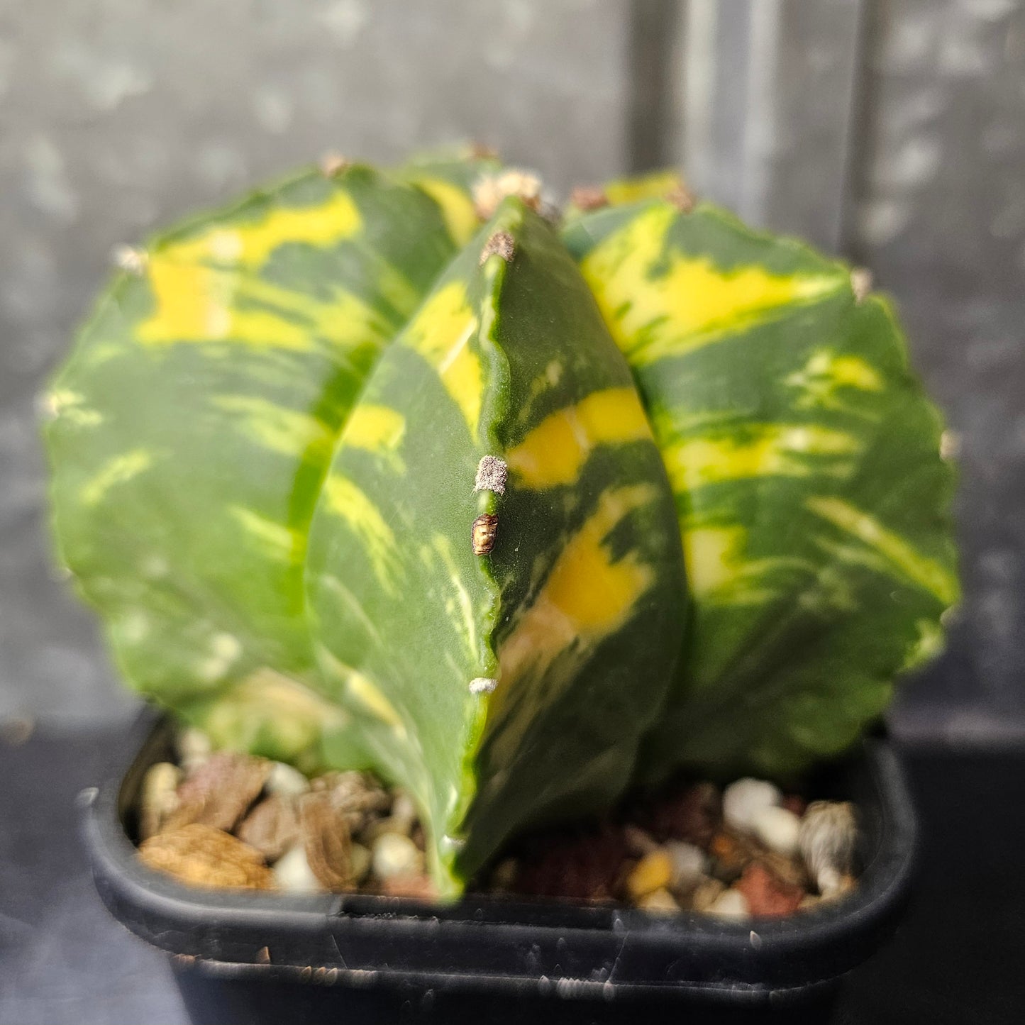 Astrophytum myriostigma hybrid (premium variegation)